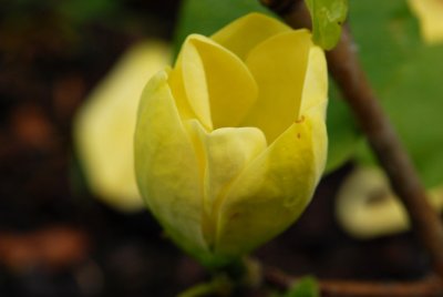 Magnolia denudata 'Yellow River' - šácholan obnažený - květ